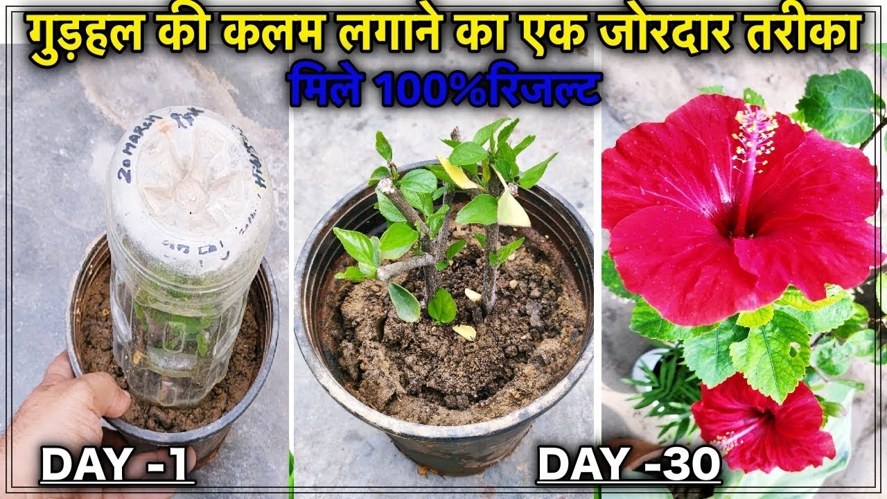 कब और कैसे लगाए गुड़हल के पौधे को कलम से - एक आसान और जोरदार तरीका ।।How To Propagate Hibiscus Branch