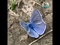Blue Butterfly