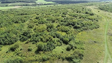 Integrating natural processes into woodland creation