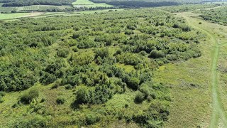 Integrating natural processes into woodland creation