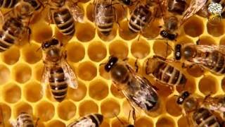 حقائق مدهشه عن النحل الكائنات الاكثر تنظيما في الارض