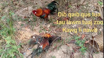 Yos dib qaib qus tuaj zoo lom zem heev