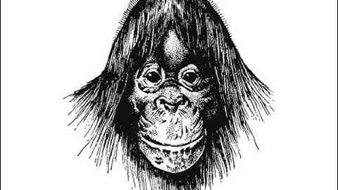 Why Is The Penis Shaped Liked That?