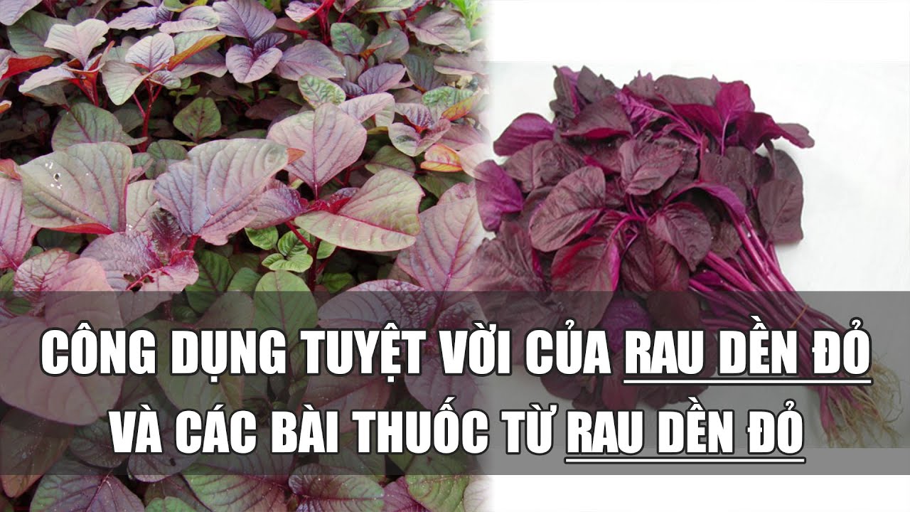 Tác dụng bất ngờ của rau dền đỏ với sức khỏe và các bài thuốc thường ...