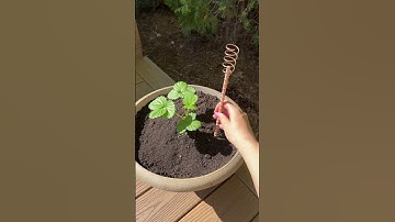 Electroculture gardening experiment part 1⚡️🍓 #garden #cozy #diy