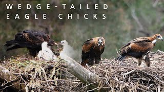 Wedgetailed Eagle family 4K  Iconic Australian Birds