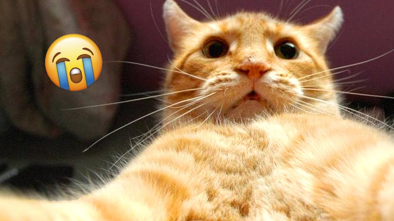 Look up funny cat videos hotsell