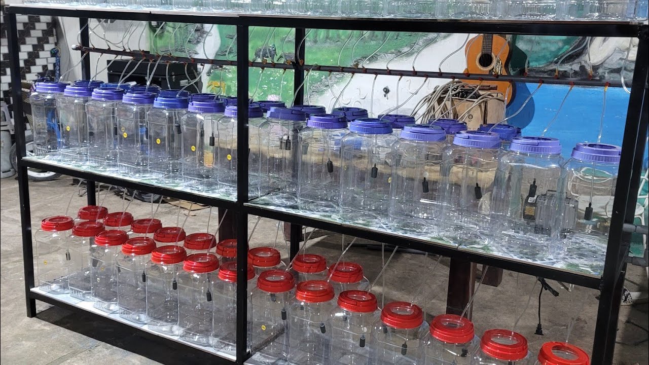 Cách làm kệ 3 tầng fôm cá La Hán bột ,lên đầu đẹp dành cho những anh em mới tập fôm cá..đatcao vlog.