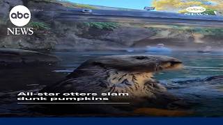 All-star otters slam dunk pumpkins