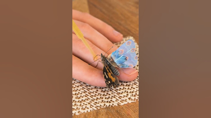 Unbelievable Rescue! Watch Her Save and Repair a Butterfly’s Wing! 🦋 #arts #rescue #butterfly #craft