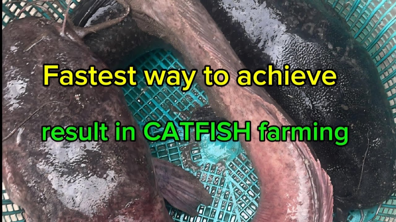 Fastest way to achieve result in Catfish farming #fishing # ...
