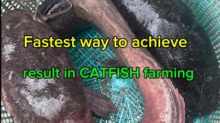 Fastest Way To Achieve Result In Catfish Farming