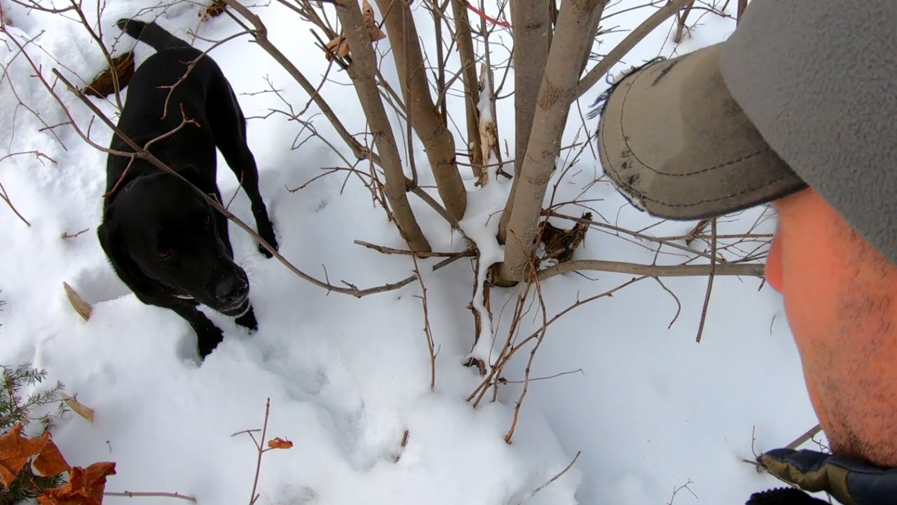 Moose Shed Hunting with my Dog in Maine | Shed Tour 2021