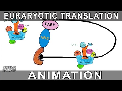 Видео: MRNA структурни елементи непосредствено преди стартовия кодон диктуват зависимостта от EIF4A хеликазната активност