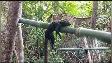 Easy Squirrel Traps Using Bamboo