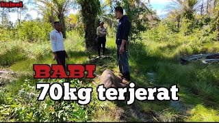 Jerat babi hutan || cek jerat babi, dapat babi berat ±70kg || #Hunting || anas_kbu