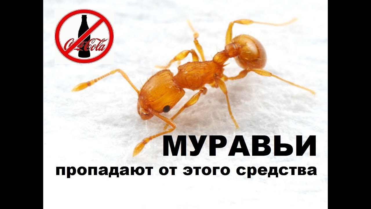 Вывести муравьев из машины