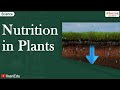 Nutrition in Plants Quiz