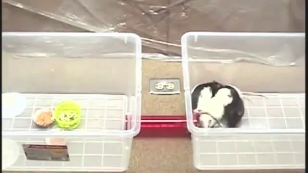 Detour Gel For Rats Testing Video for the EPA Registration844181