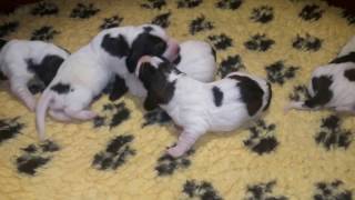 Gbgv Puppies Van De Viersenhoeve V Litter