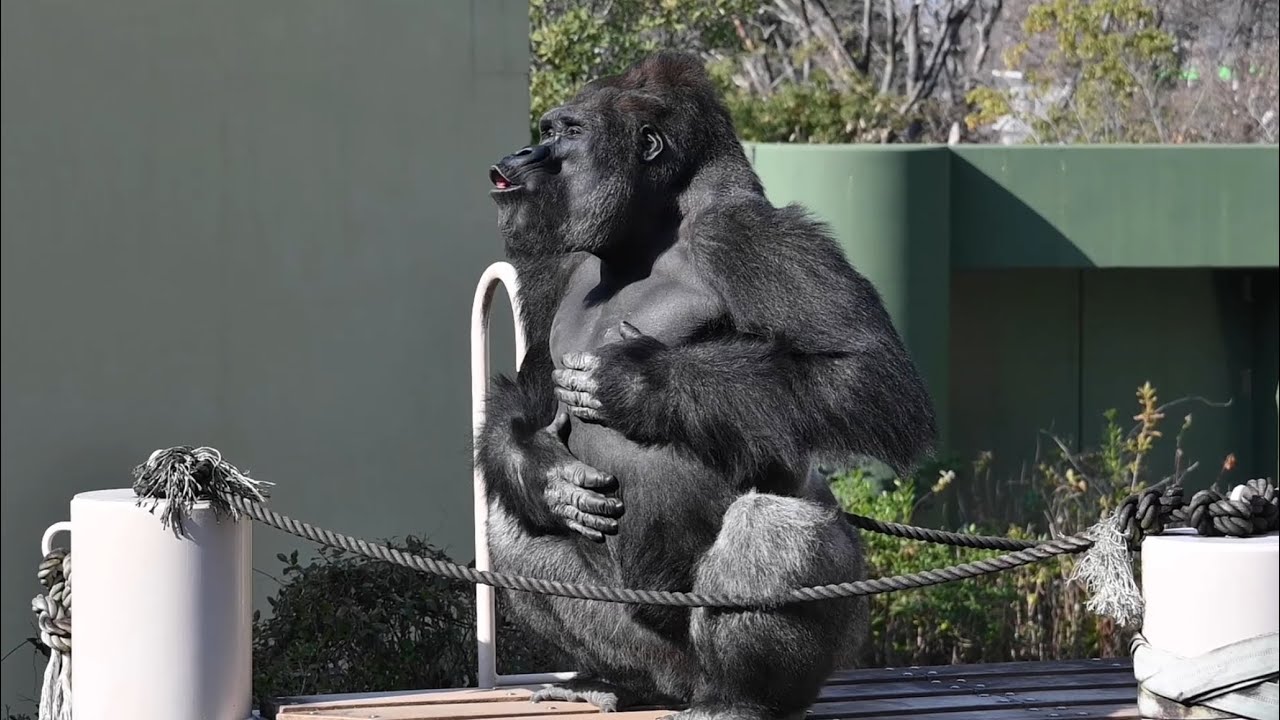 気まぐれゴリラ 東山動物園ゴリラ シャバーニとキヨマサGorilla 2025年12月19日撮影
