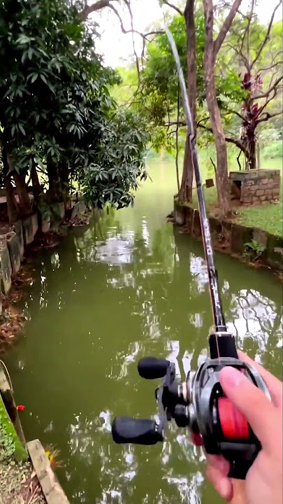 Mancing ikan monster disungai, jorangnya sampai gitu. #shorts #feedshorts #fishing #mancing