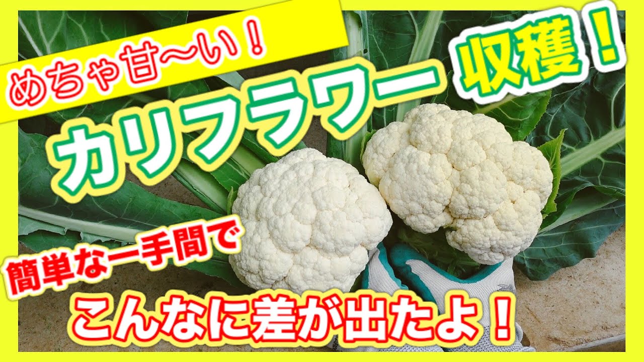 Harvesting incredibly sweet cauliflower] A simple little trick