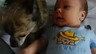 Funny Viral Videos 2023. Dogs and Cats Love Babies!