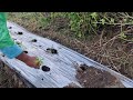EASY WAY TO PLANT CHILI SEEDLINGS WITH BARE HANDS – PERFECT AND SIMPLE! - traditional farmer