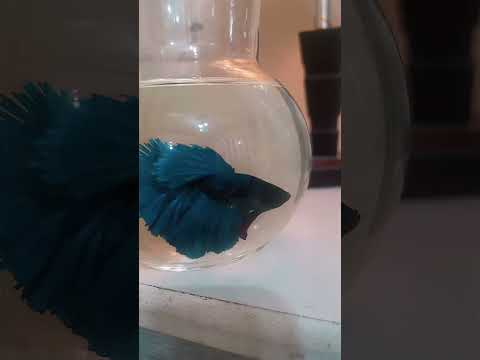 فايتر بيتا سمك فايتر زينة هدوء