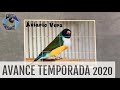 AVANCE TEMPORADA CRÍA 2020  | Diamante de Gould |  @AviarioVera ​