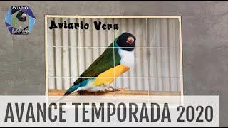 AVANCE TEMPORADA CRÍA 2020  | Diamante de Gould |  @AviarioVera ​