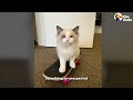 This Kitten Learned To Skateboard All By Herself | The Dodo
