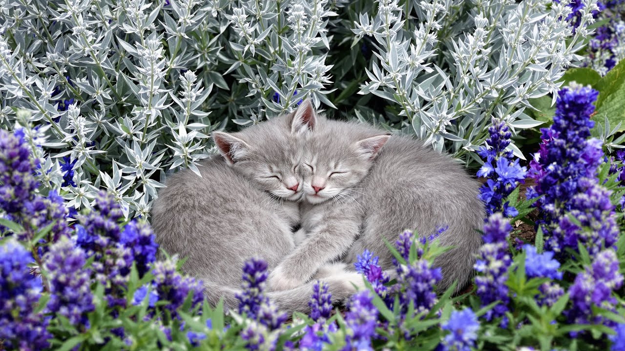 Calming Piano Music for Cats 🌌 Soothing Sleep Sounds for Deep Relaxation