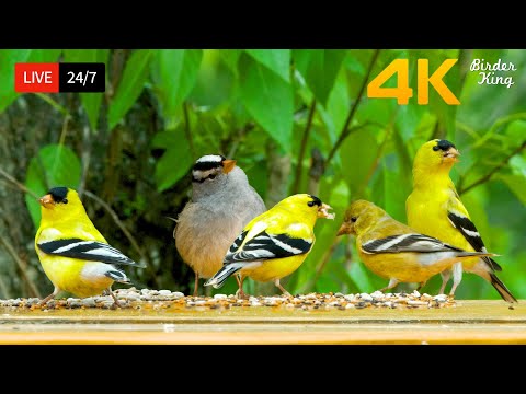 🔴 24/7 LIVE: Cat TV for Cats to Watch 😺 Cute Little Birds Squirrels 4K Cat Games