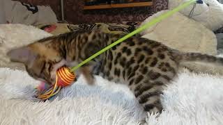 Алекс 3 месяца, бенгальский котенок ❤Свободен для продажи