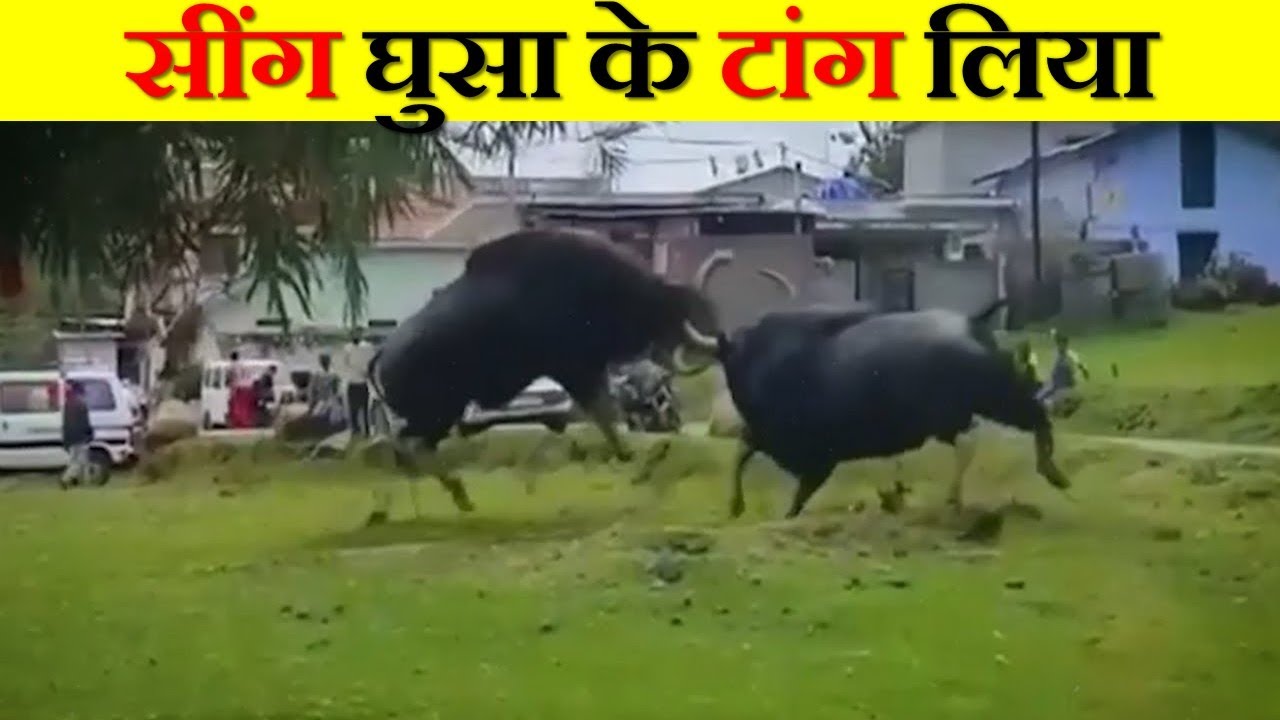 भारतीय गौर (GAUR) के सींग इतने खतरनाक क्यों होते हैं ? WHY INDIAN GAUR BULL FIGHT IS SO DANGEROUS ?
