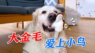 大金毛天天追小鸟，当我买个玩具鸟回家，狗子眼神亮了！