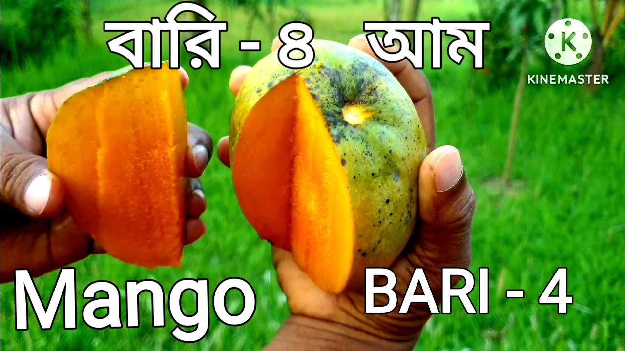 🇧🇩 Mango BARI - 4 Bangladesh , বারি - ৪ আম আগষ্ট মাসেই মিষ্টি এবং ...