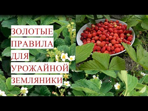 Золотые Правила для Урожайной Земляники. (03.06.17)