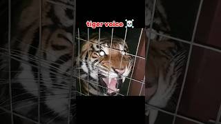 animals voice 🥶#lionvoice #lionessvoice#jaugarvoice#cheetahvoice#tigervoice#popular