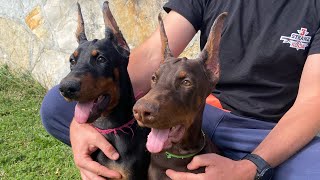 Doberman ears taping with foam hair rollers