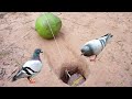 Amazing Quick Unique DIY Pigeon Bird Trapping Technique Using Coconut & Hole