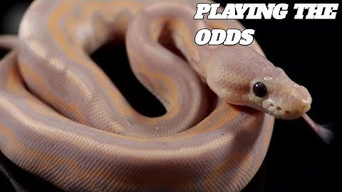 What are the ODDS? Ball Python ODDS..