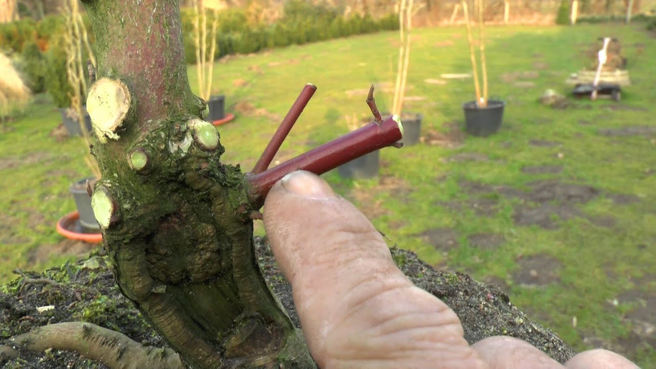 Bonsai Cornus, Hartriegel. Ein Grtner will es wissen Teil 3