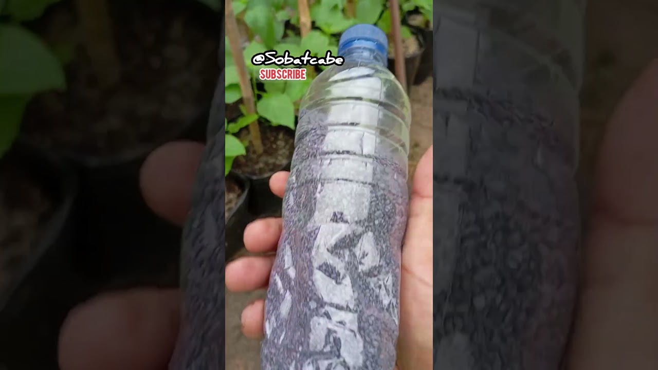 Cara Mudah Menggunakan Furadan 