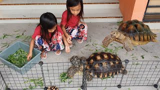 Memberi Makan Kura Kura Darat Jumbo