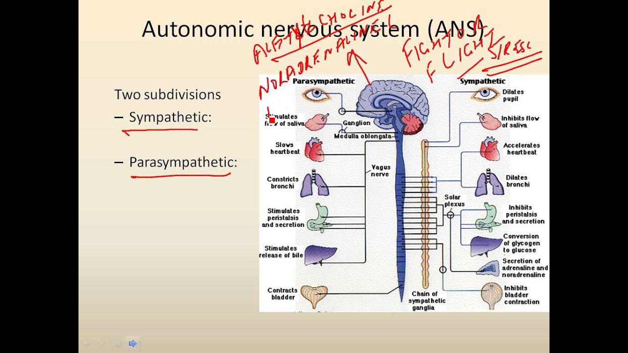 4_1 Divisions of the Nervous System - YouTube