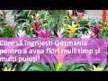 Cum sa ingrijesti Guzmania