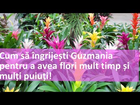 Video: Guzmania: îngrijire La Domiciliu, Transplant și Reproducere